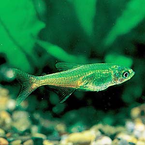 �O���[���t�@�C���[�e�g��