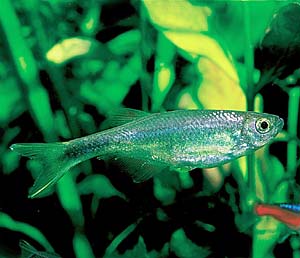 �\�[�h�e�[���J���V��