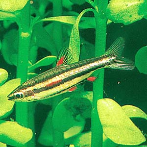 �h���[�t�y���V���t�B�b�V��