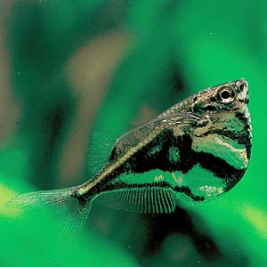 �}�[�u���E�n�`�F�b�g