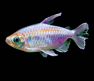 �R���S�e�g��