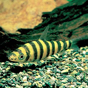 ���{���k�X�E�t�@�V�A�^�X