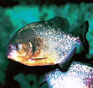 �s���j�A�E�i�b�e���[