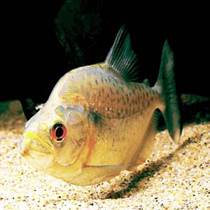 �z���C�g�s���j�A