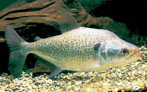 �G�����K�[�^�s���j�A