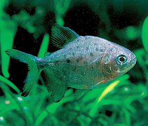 ���b�h�R���\�}