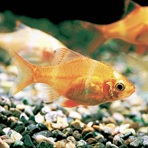 �A���r�m�X�}�g��