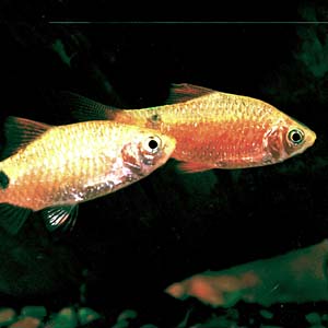 ���[�W�B�o���u