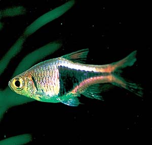 ���X�{���E�w�e�������t�@