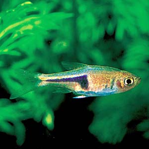 ���X�{���E�w���Q���[