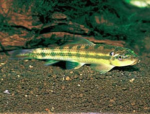 �A���W�C�[�^