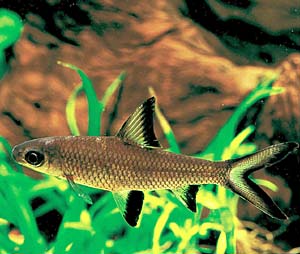 �V���o�[�V���[�N