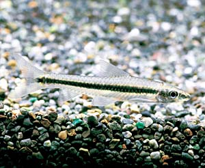 �T�C���~�[�Y�E�t���C���O�t�H�b�N�X