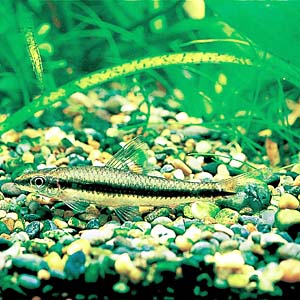 �t���C���O�t�H�b�N�X