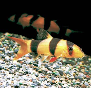 �N���E�����[�`