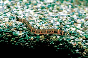 �N���[���[�`