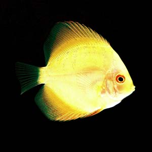 �C�G���[�_�C���f�B�X�J�X