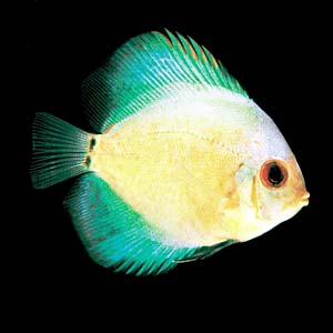 �u���[�_�C���f�B�X�J�X