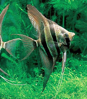 �X�J�����E�G���[���t�B�b�V��