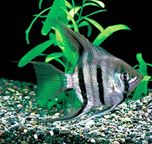 �h�D�������B�E�G���[��