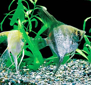 �V���o�[�_�C�������h�E�G���[��