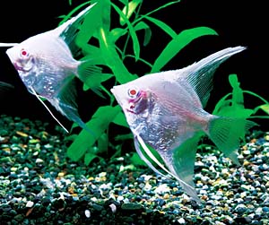 �A���r�m�u���b�V���O�_�C�������h�E�G���[��