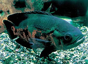 �^�C�K�[�I�X�J�[