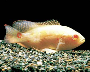 �A���r�m�^�C�K�[�I�X�J�[