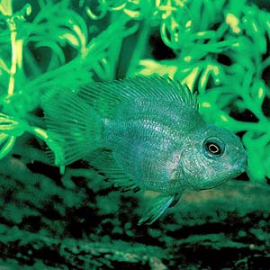 �p���b�h�V�N���b�h