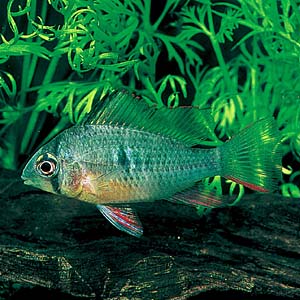 �~�N���Q�I�t�@�[�O�X�E�A���e�B�X�s�m�[�T