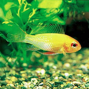 �S�[���f�����~���C�W�B