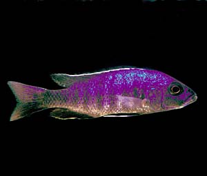 �p�u���N���~�X�A�[���[