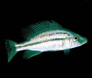 �f�B�~�f�B�I�N���~�X�E�R���v���V�P�X