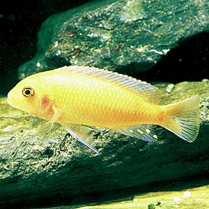 �G�����K�[�g�X�E�S�[���f��