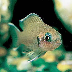 �l�I�����v�����[�O�X�E�u���V�����f�B