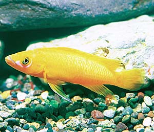 �l�I�����v�����[�O�X�E�����E�s�B