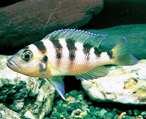 �����v�����[�O�X�E�Z�N�X�t�@�X�L�A�[�^�X