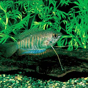 �o���f�b�h�O���~�B