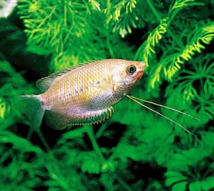 �V�b�N���b�v�O���~�B