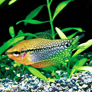 �p�[���O���~�B