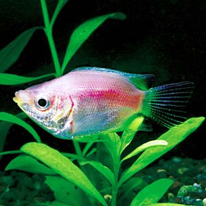 �L�b�V���O�O���~�B