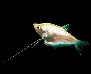 �V���o�[�O���~�B