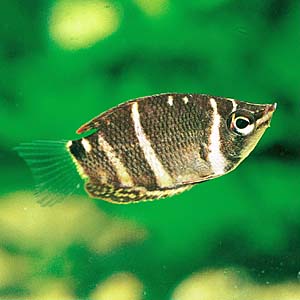 �`���R���[�g�O���~�B