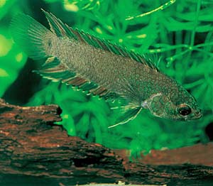 �N�e�m�|�}�E�A���\���M�[