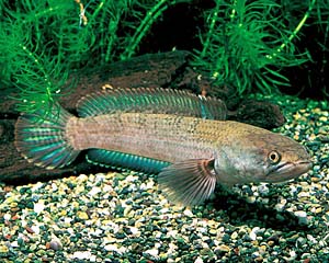 �X�`�����[�g�X�l�[�N�w�b�h