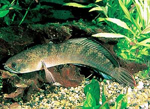 �h���[�t�X�l�[�N�w�b�h