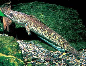 �o�C�I���b�h�X�l�[�N�w�b�h