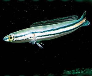 ���b�h�X�l�[�N�w�b�h