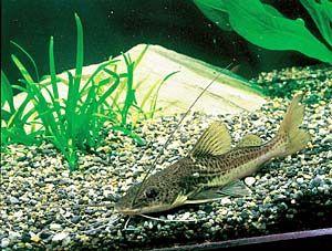 �N���X�o���h�E���b�h�e�[���L���b�g