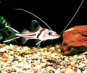 �X�s���h���L���b�g